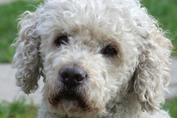 ...pieskie życie...