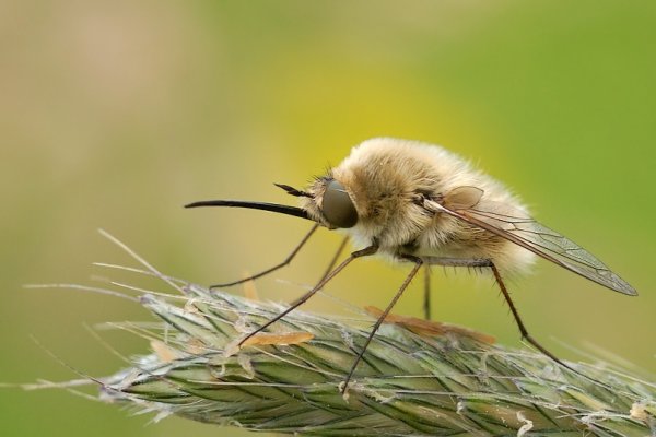 Bujanka-taki owadzi Koliber