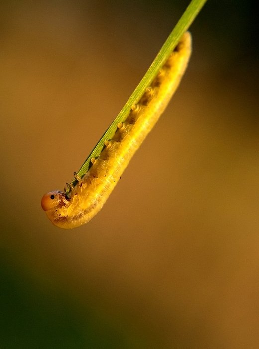 ...żelek z lufffką...