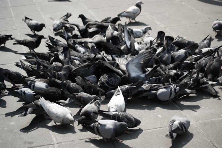 to akurat moje ziarno.