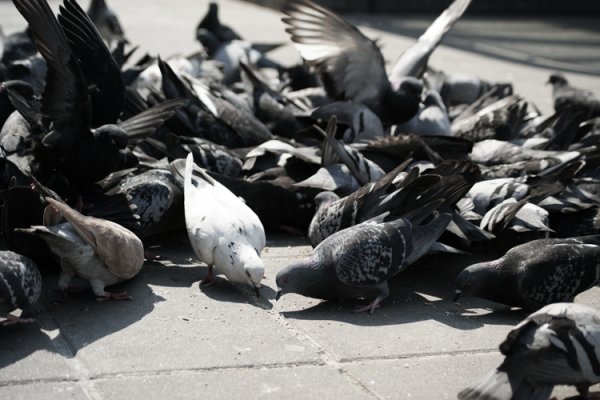 to akurat moje ziarno.