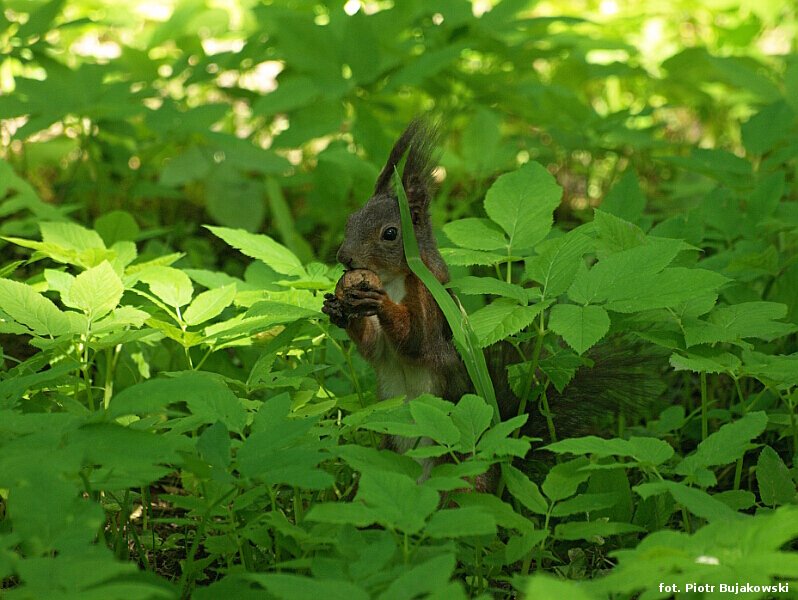 wiewiórka