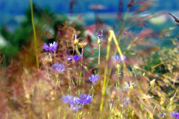 ...upał ,upałem., na polach ..