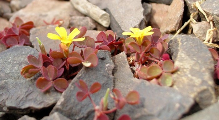 "w deszczu maleńkich żółtych kwiatków"