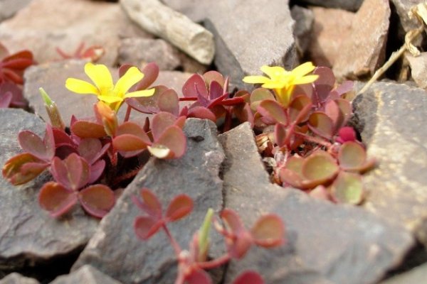 "w deszczu maleńkich żółtych kwiatków"