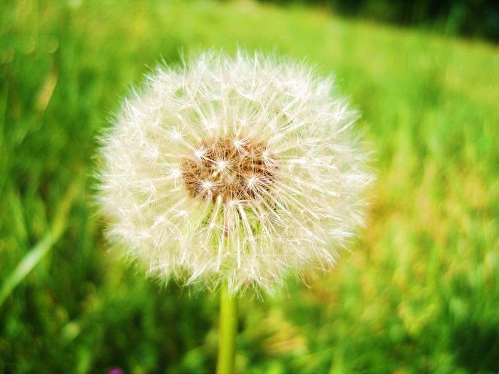 "dmuchawce, latawce, wiatr.."