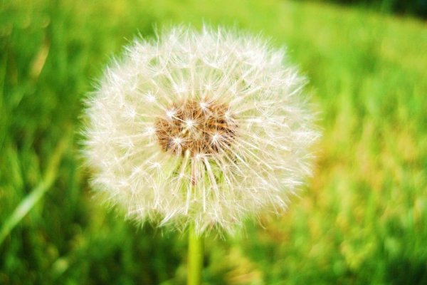 "dmuchawce, latawce, wiatr.."