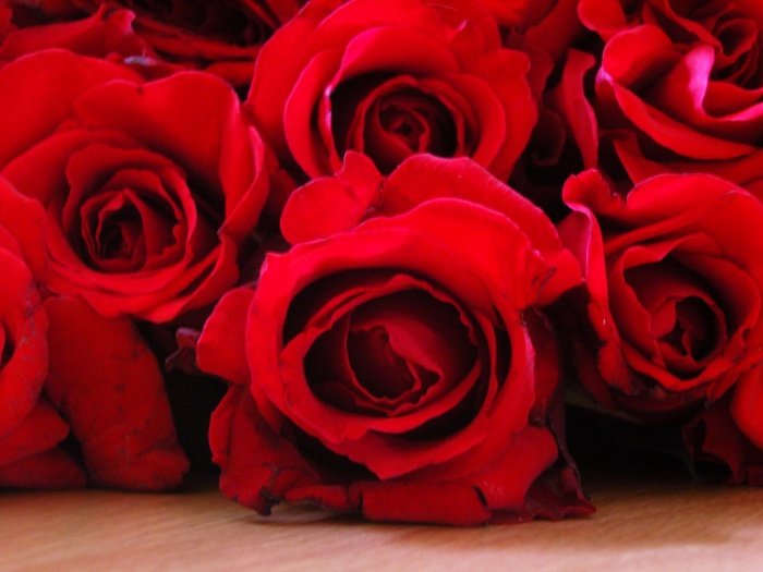 red roses