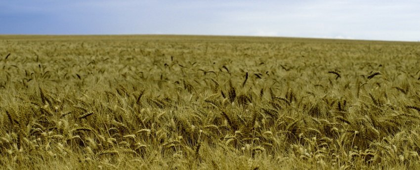 Polska spichlerzem Europy