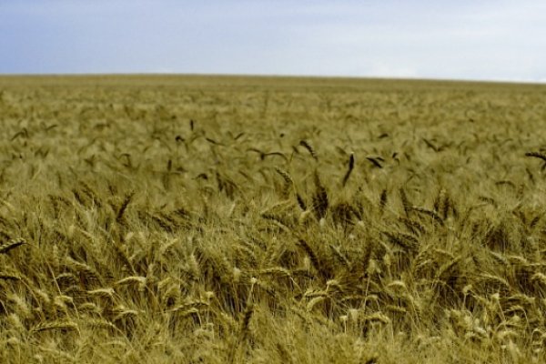 Polska spichlerzem Europy