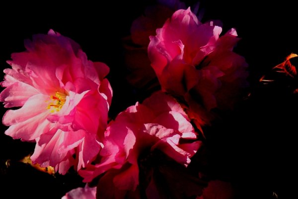 Kwiatki drzewka owocowego