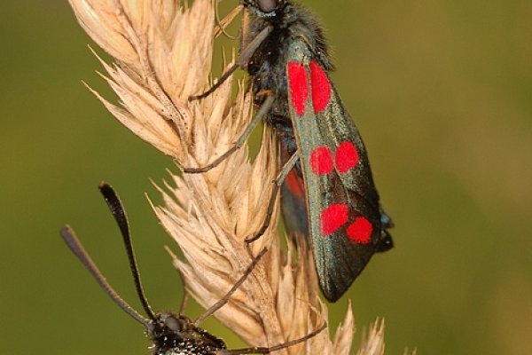 Kraśnik sześcioplamek