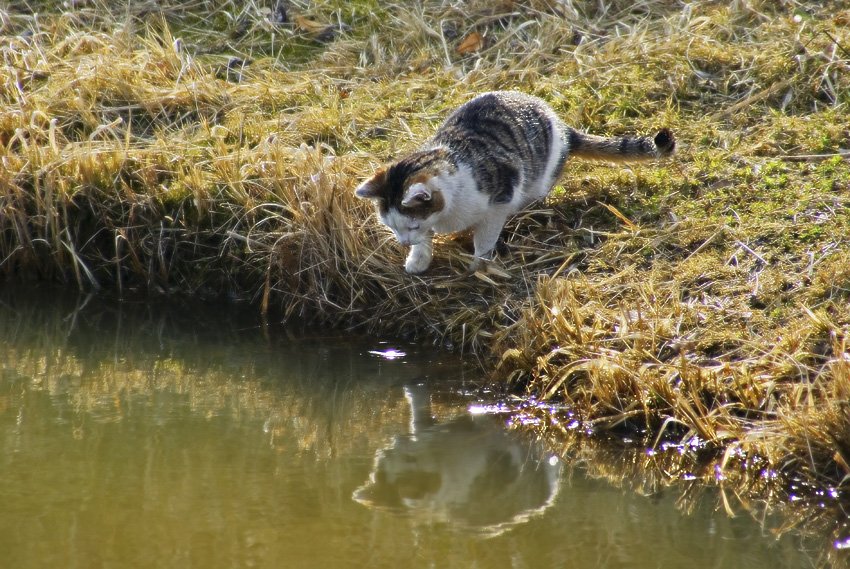 Po drugiej stronie lustra