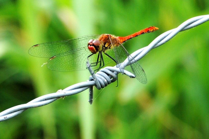 kolejna wazka w mojej galerii