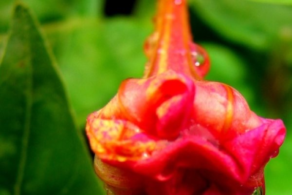 Z milosci do kwiatow