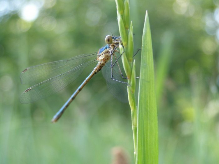 Waszka podczas posiłku