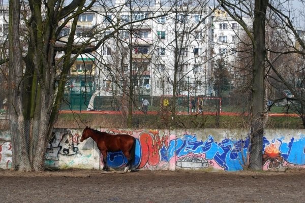 Końskie graffiti