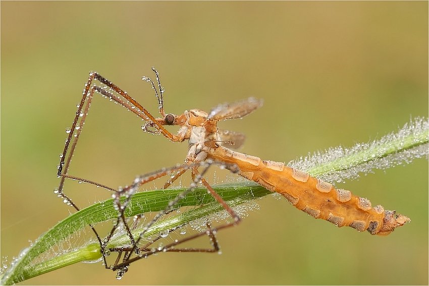 Co do Komara-nie przetrwał