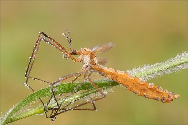 Co do Komara-nie przetrwał