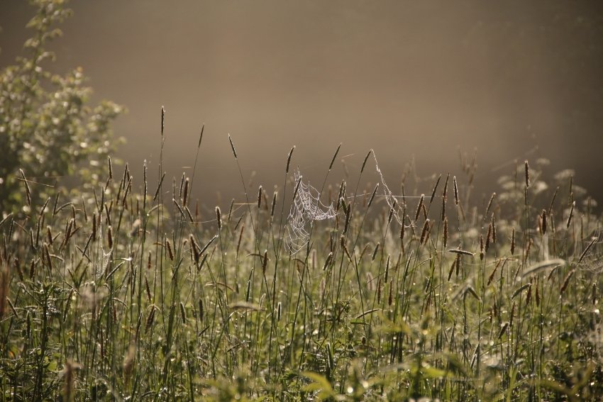 Poranek w dolinie Słupi