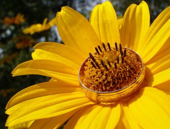 Z milosci do kwiatow