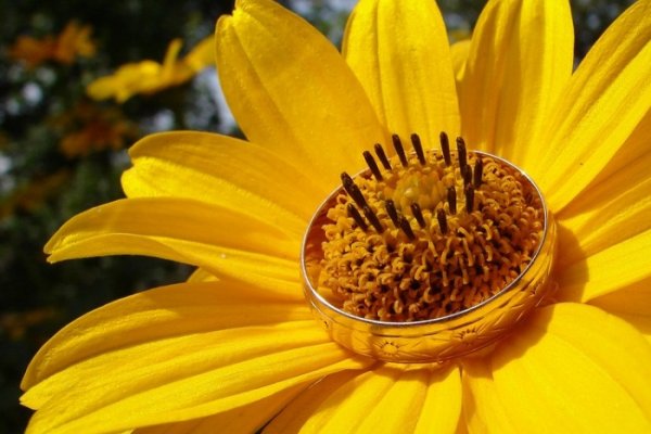 Z milosci do kwiatow