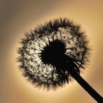 Dmuchadło z mojego punktu widzenia ;)