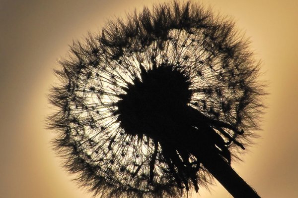 Dmuchadło z mojego punktu widzenia ;)