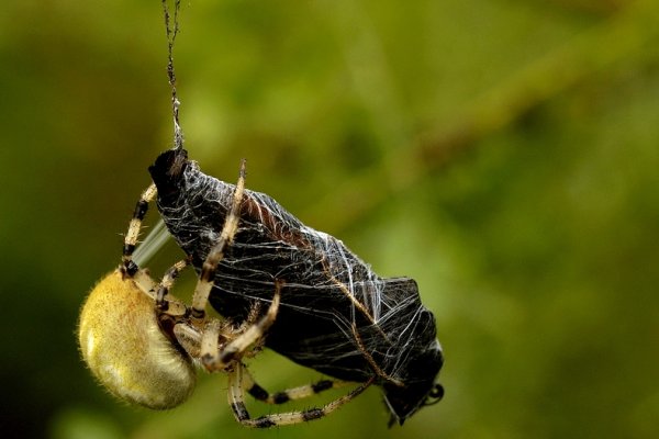 ...Black Celebration...