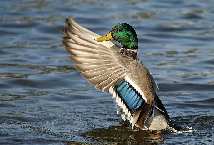 nie ma to jak rozprostować skrzydła