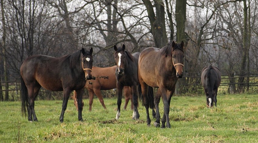 ... cięzka zima sie zbliża, bo konie chrust zbierają...