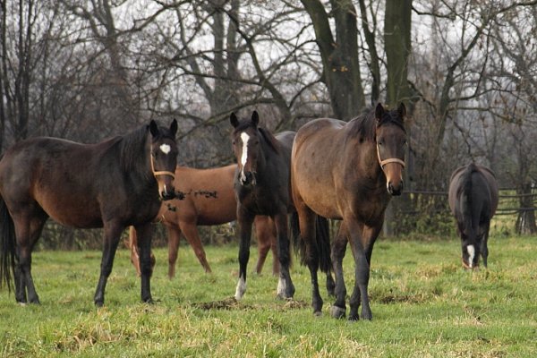 ... cięzka zima sie zbliża, bo konie chrust zbierają...