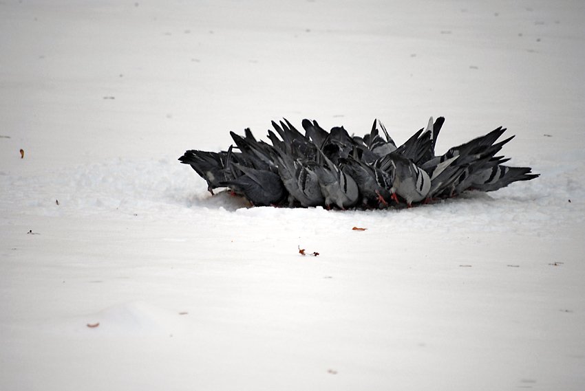 Śniadanie u Tiffaniego