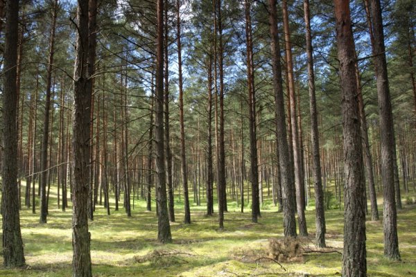 Tyle słońca w całym lesie