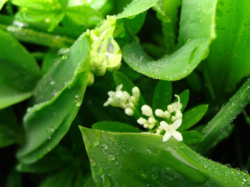 Kwiaty , liście i konwalie. !! ; ***