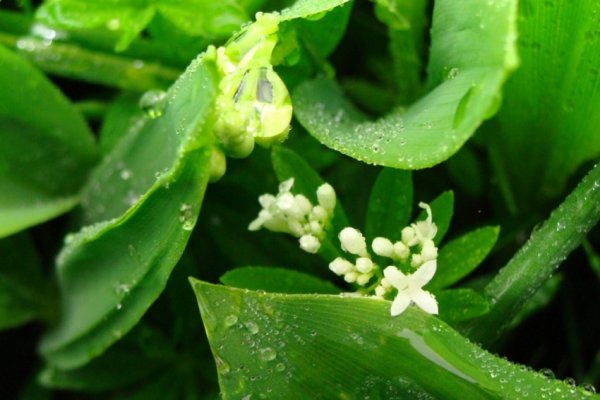 Kwiaty , liście i konwalie. !! ; ***