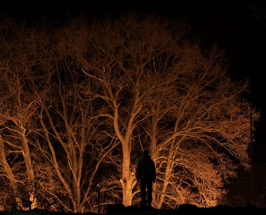 drzewa nocą płoną