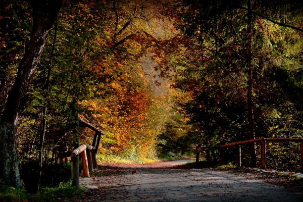 Nieokiełznany Milowy Las