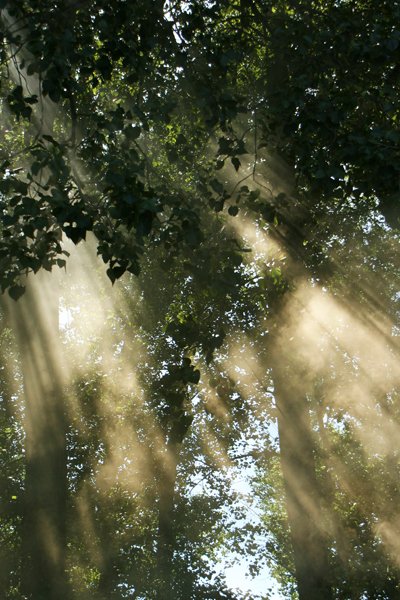 Promienie słoneczne