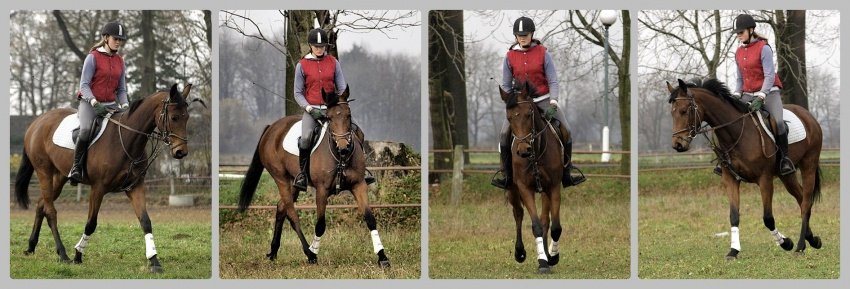 trudna sztuka ujeżdżania