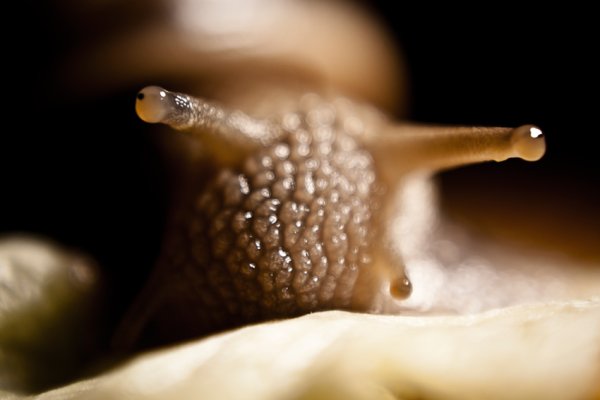 Snail
