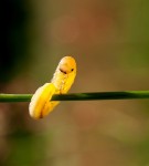 ...wygibasy na drążku...