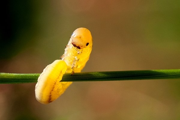 ...wygibasy na drążku...