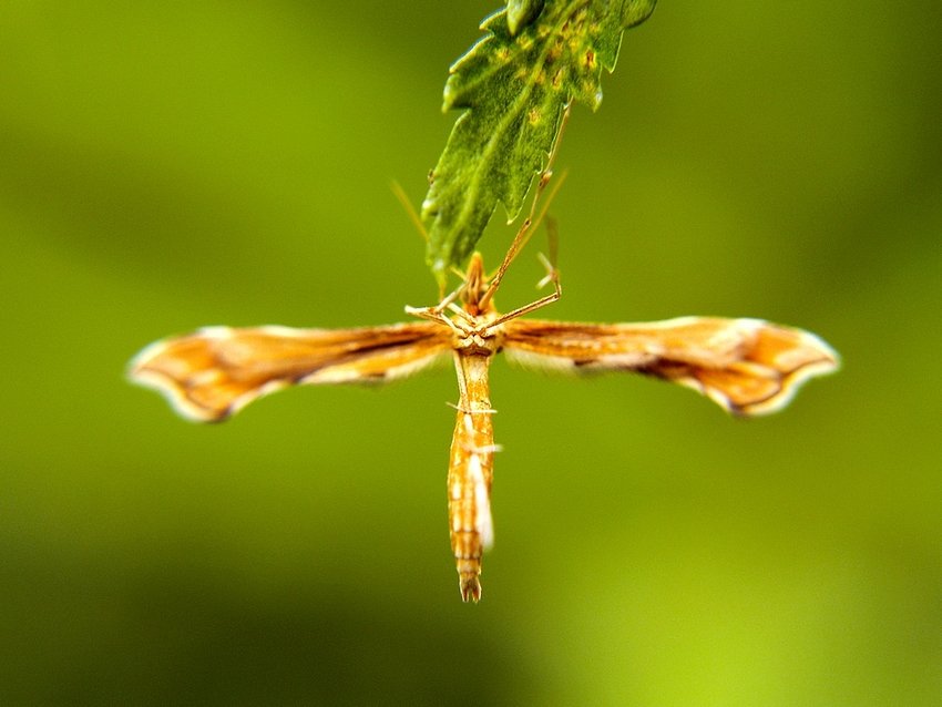 ...pozycja krzyżowa...