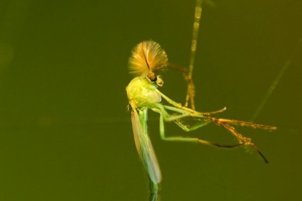 ...punks not dead...