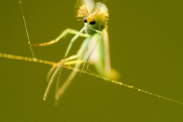 ...alien na huśtawce...