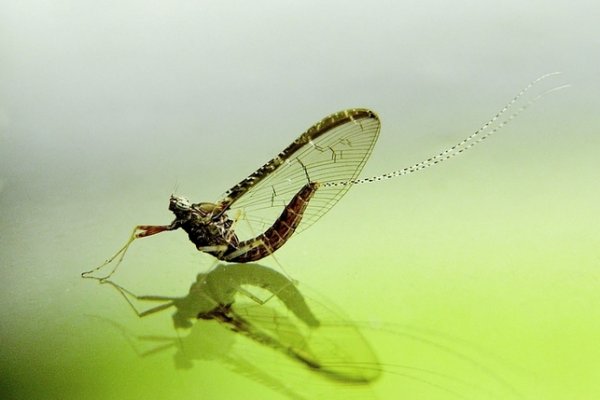 Jętka (Ephemeroptera)
