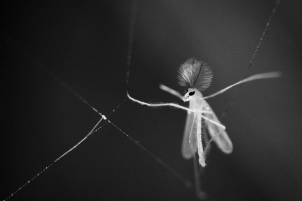 ...Master Of Puppets...