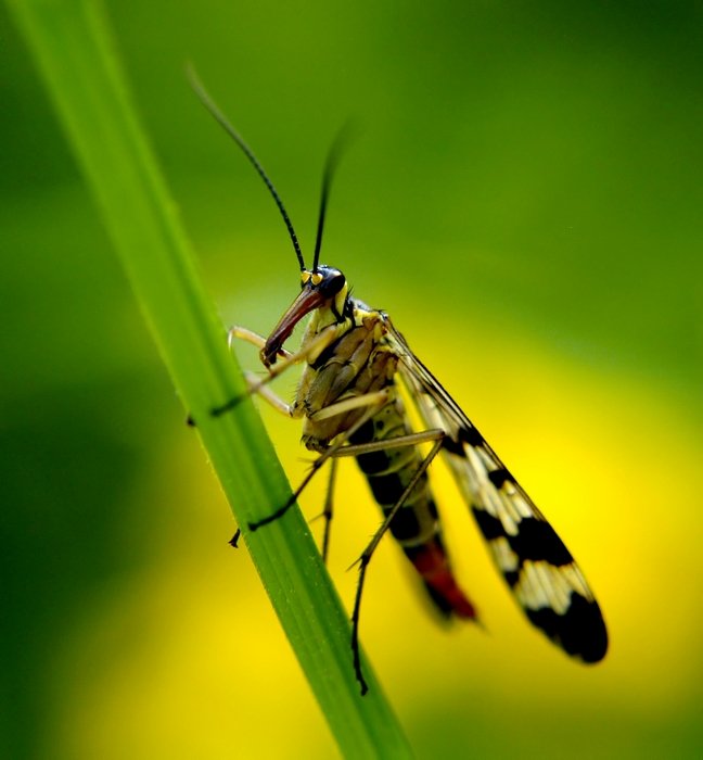 Wojsiłka pospolita (Panorpa communis)