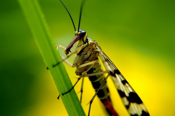 Wojsiłka pospolita (Panorpa communis)